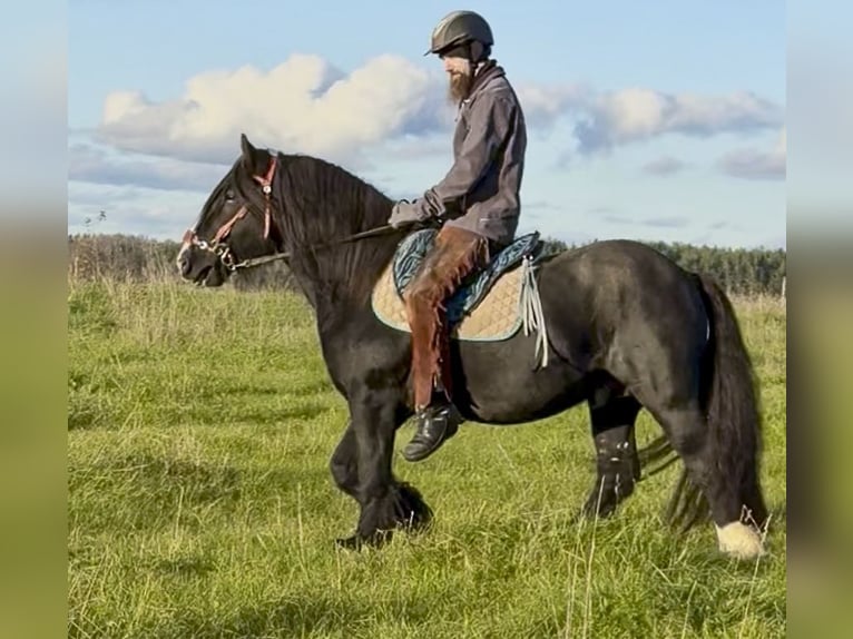 Tinker Hengst 6 Jahre 153 cm Rappe in kohila
