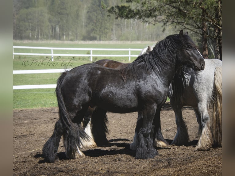 Tinker Hengst 6 Jahre 153 cm Rappe in kohila