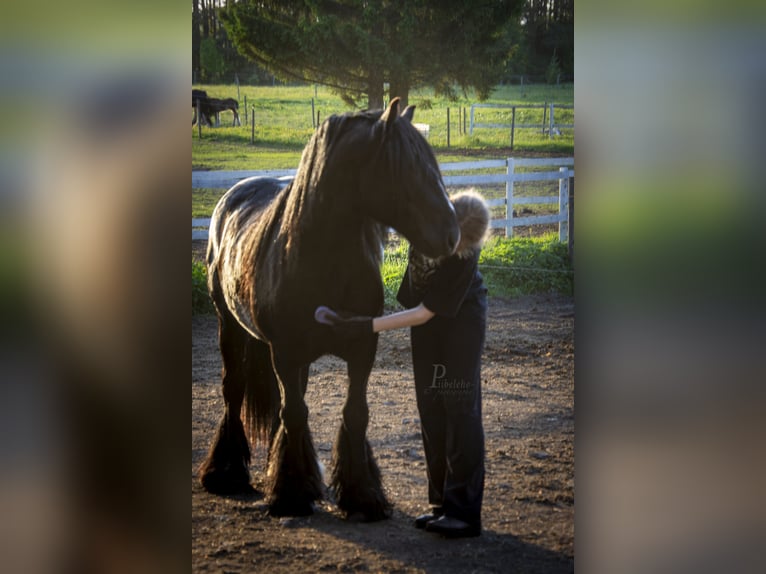 Tinker Hengst 6 Jahre 153 cm Rappe in kohila