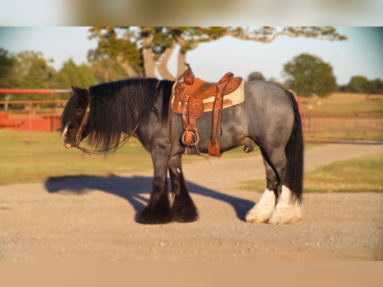 Tinker Hengst 7 Jaar 150 cm Roan-Blue in Grand Saline