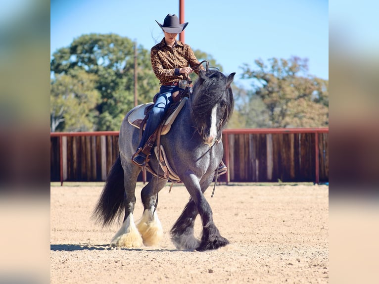 Tinker Hengst 7 Jaar 150 cm Roan-Blue in Grand Saline