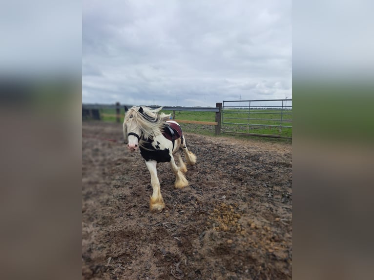 Tinker Hengst 7 Jahre 136 cm Schecke in Egmond aan den Hoef