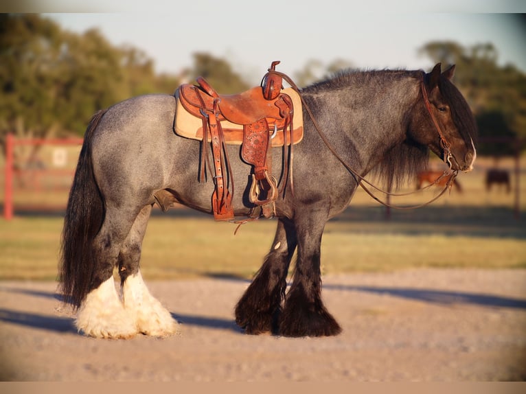 Tinker Hengst 7 Jahre 150 cm Roan-Blue in Grand Saline
