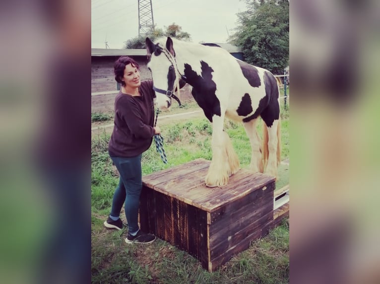 Tinker Hengst 7 Jahre  in Wesseling