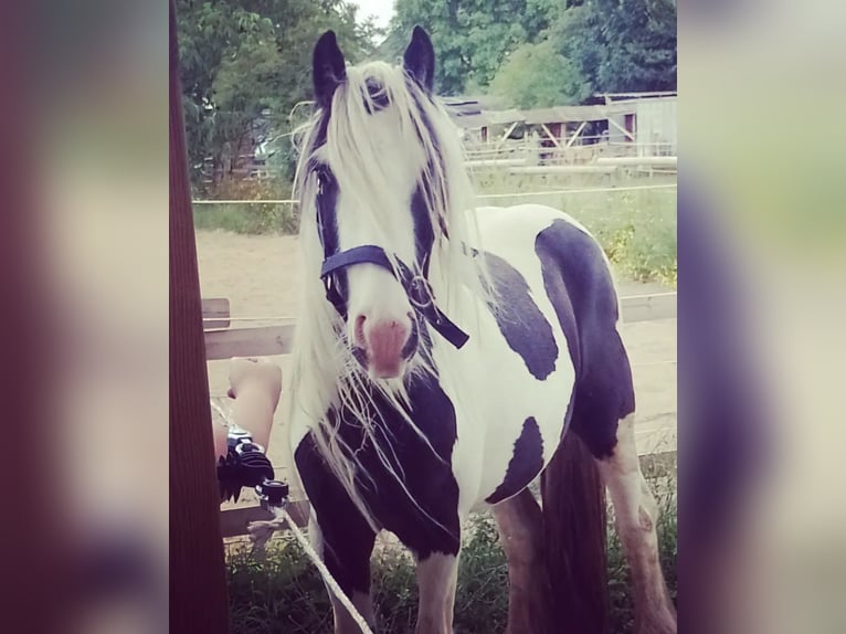 Tinker Hengst 7 Jahre  in Wesseling