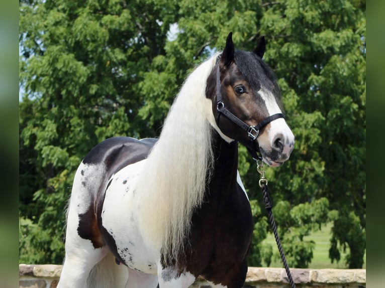 Tinker Hengst 8 Jaar 152 cm in Millerstown