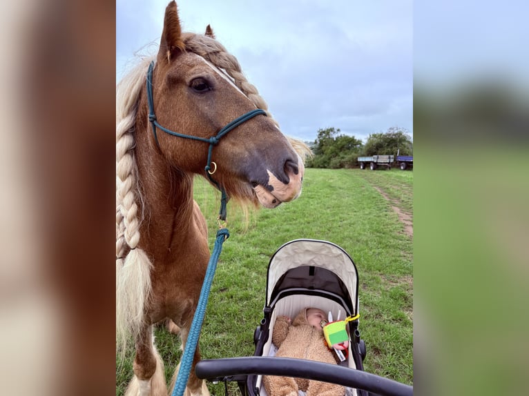 Tinker Hengst 8 Jahre 140 cm in Wetzlar