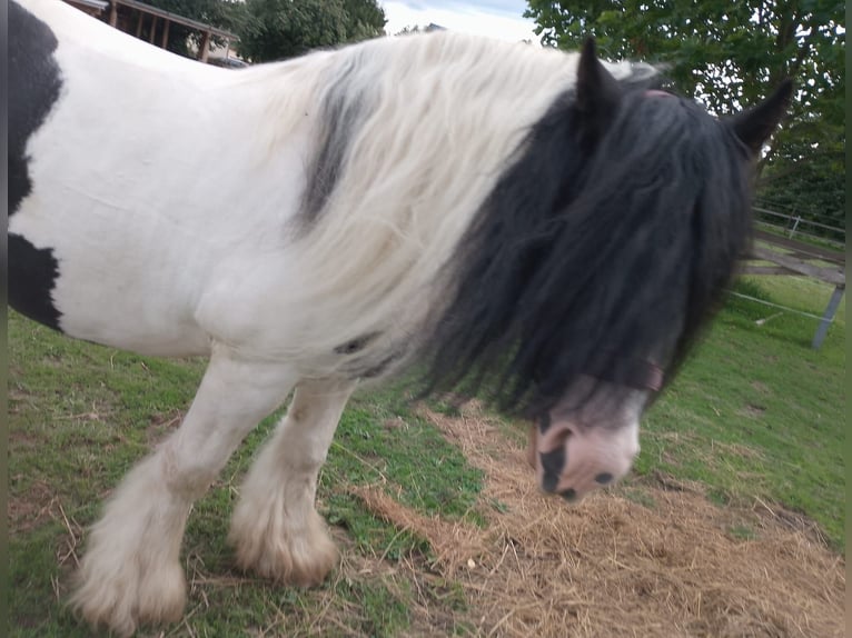 Tinker Hengst 8 Jahre 148 cm Schecke in Stolpen