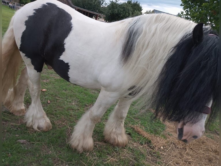 Tinker Hengst 8 Jahre 148 cm Schecke in Stolpen