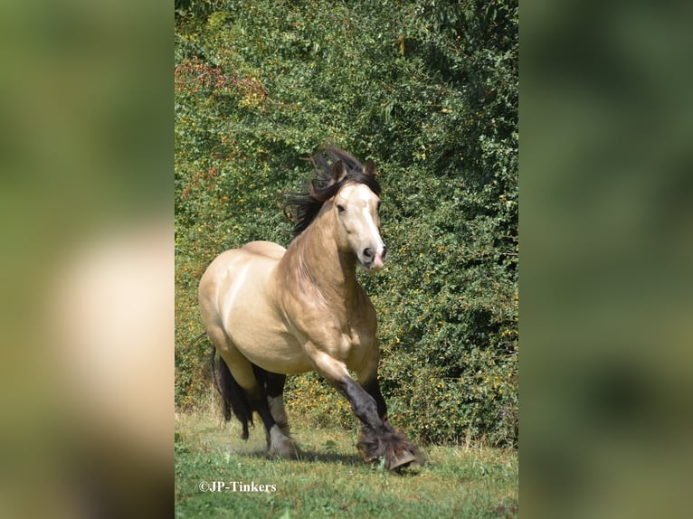 Tinker Hengst 9 Jaar 155 cm in Landgraaf