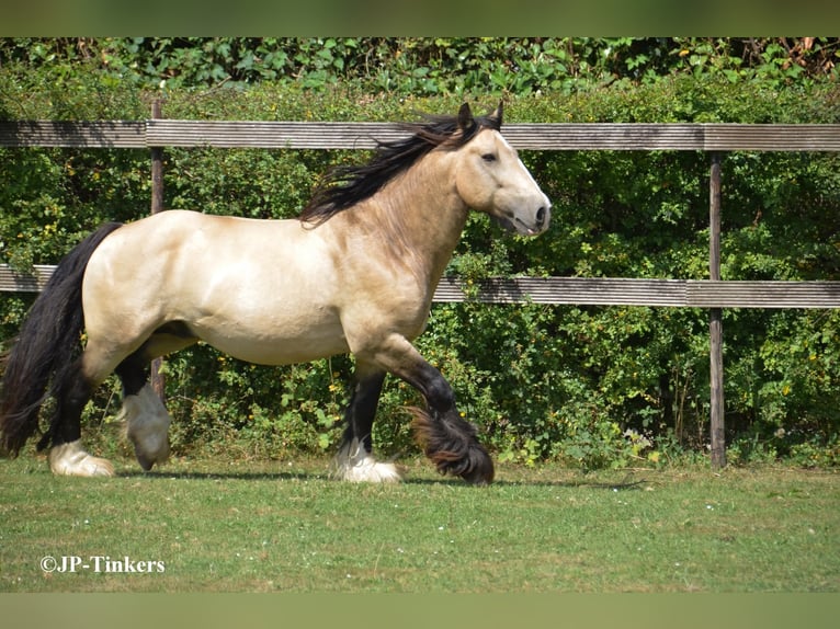 Tinker Hengst 9 Jaar 155 cm in Landgraaf