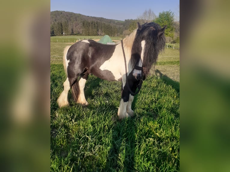 Tinker Hengst 9 Jaar 156 cm Gevlekt-paard in Bad Münstereifel