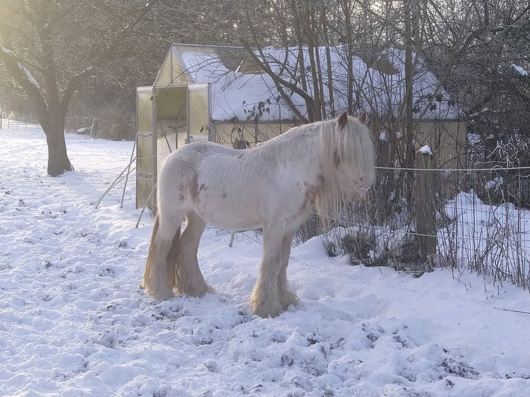 Tinker Hengst 9 Jahre 137 cm Sabino in Oerel
