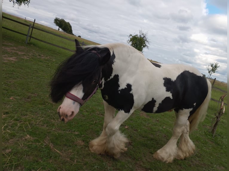 Tinker Hengst 9 Jahre 148 cm Schecke in Stolpen