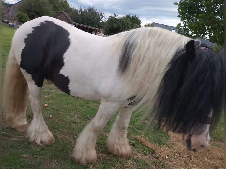 Tinker Hengst 9 Jahre 148 cm Schecke in Stolpen