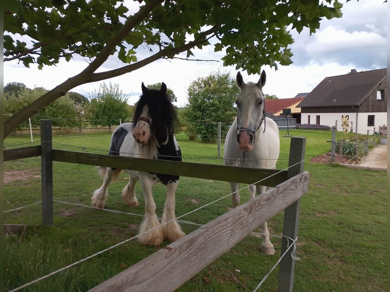 Tinker Hengst 9 Jahre 148 cm Schecke in Stolpen