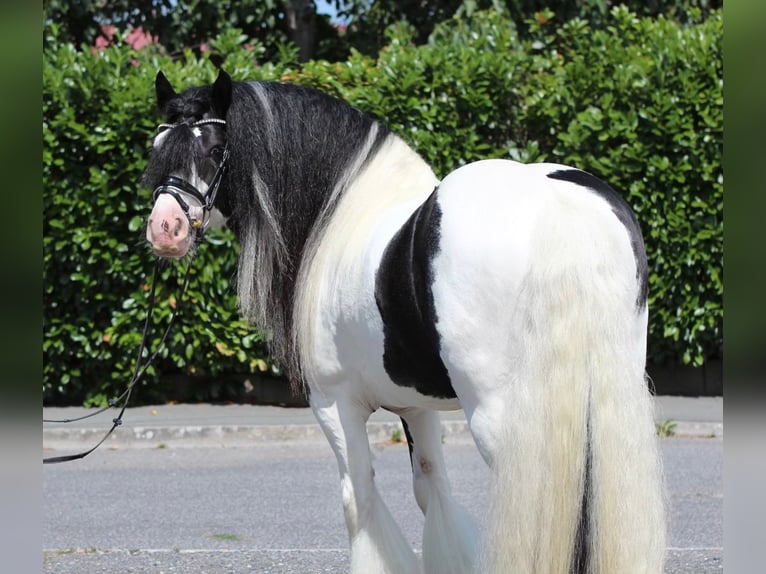 Tinker Hengst 9 Jahre 150 cm Schecke in Rechnitz