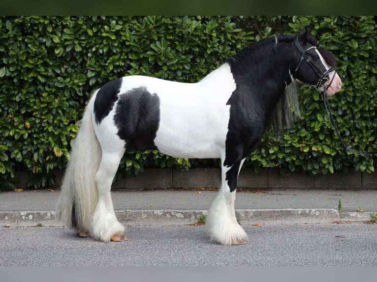 Tinker Hengst 9 Jahre 150 cm Schecke in Rechnitz