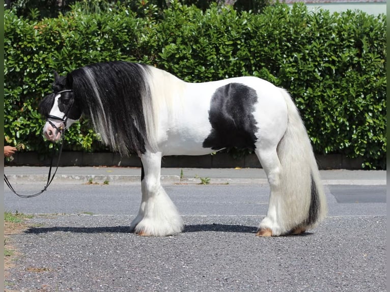 Tinker Hengst 9 Jahre 150 cm Schecke in Rechnitz
