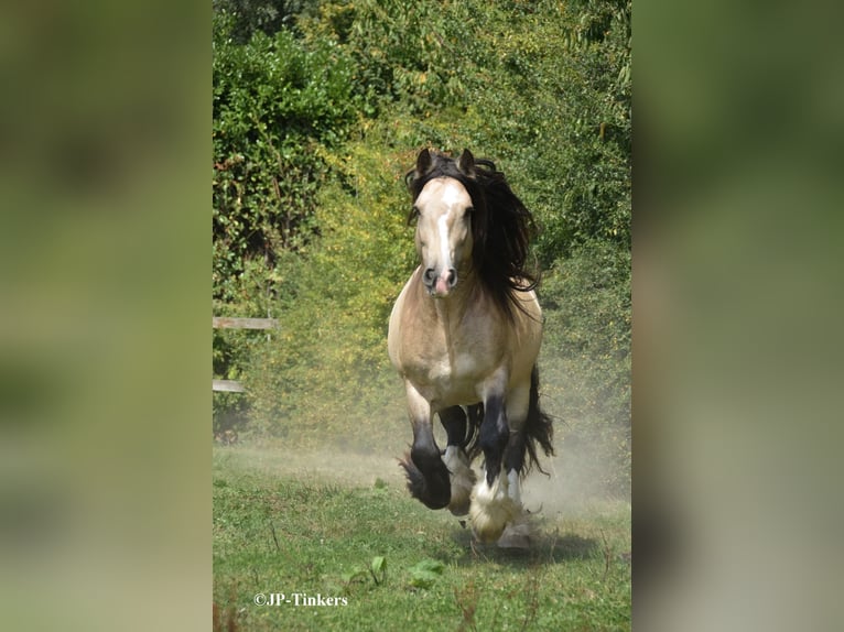 Tinker Hengst 9 Jahre 155 cm in Landgraaf