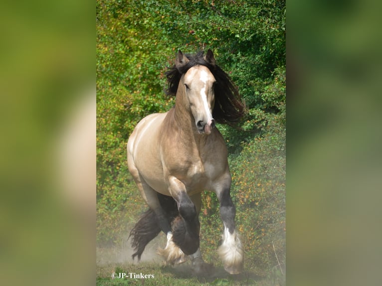 Tinker Hengst 9 Jahre 155 cm in Landgraaf