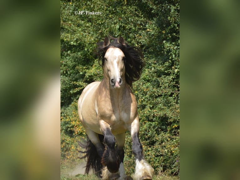 Tinker Hengst 9 Jahre 155 cm in Landgraaf