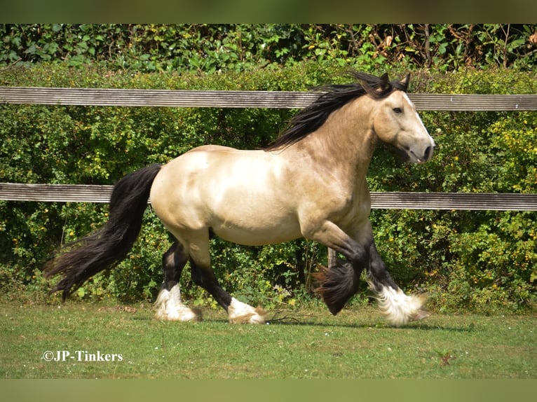 Tinker Hengst 9 Jahre 155 cm in Landgraaf