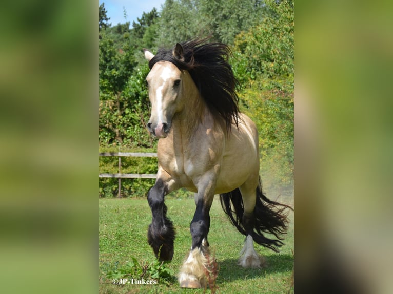 Tinker Hengst 9 Jahre 155 cm in Landgraaf