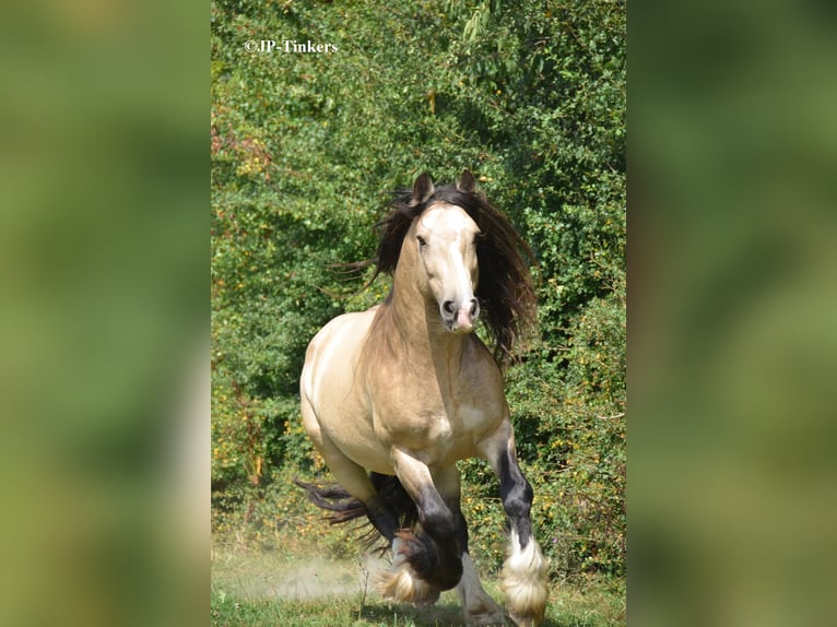 Tinker Hengst 9 Jahre 155 cm in Landgraaf