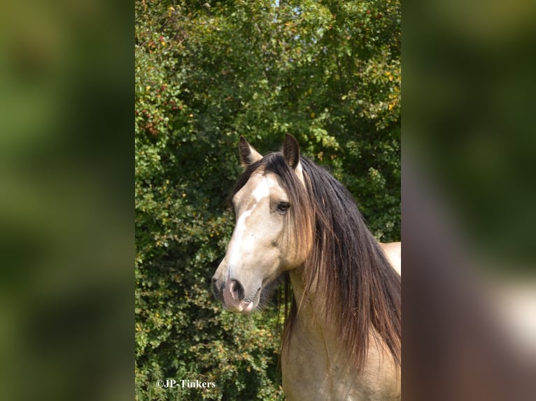 Tinker Hengst 9 Jahre 155 cm in Landgraaf