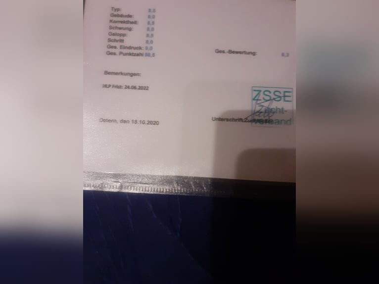 Tinker Hengst 9 Jahre 156 cm Schecke in Bad Münstereifel