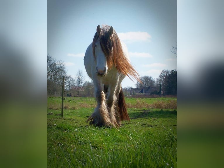 Tinker Hengst Appaloosa in Großefehn Ostgroßefehn