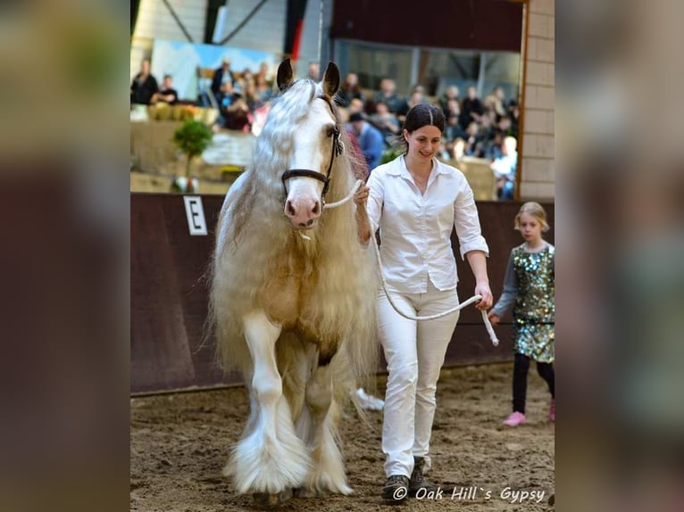 Tinker Hengst Falbe in Ruinen