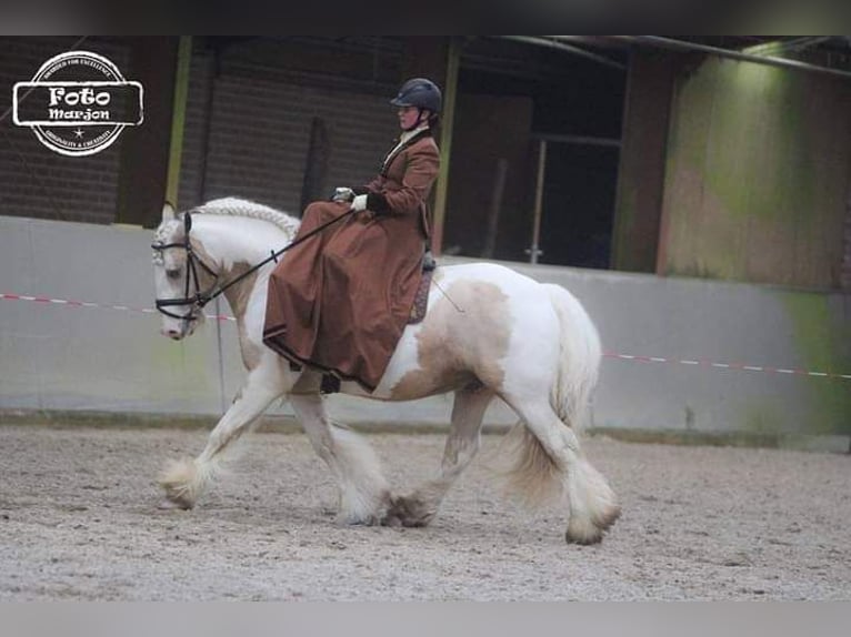 Tinker Hengst Falbe in Ruinen