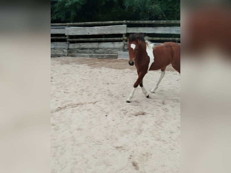 Tinker Mix Hengst Fohlen (05/2025) 130 cm Schecke in Gschwend