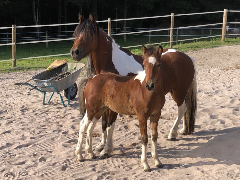 Tinker Mix Hengst Fohlen (05/2025) 130 cm Schecke in Gschwend