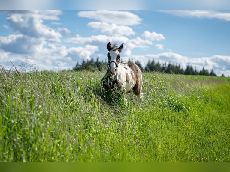 Tinker Hengst Fohlen (04/2024) 148 cm Tobiano-alle-Farben in Eisingen