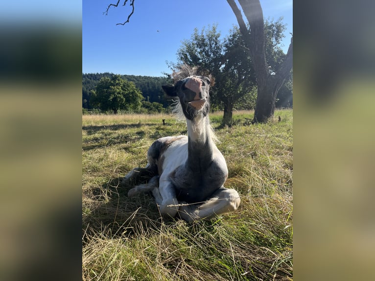 Tinker Hengst Fohlen (04/2024) 148 cm Tobiano-alle-Farben in Eisingen