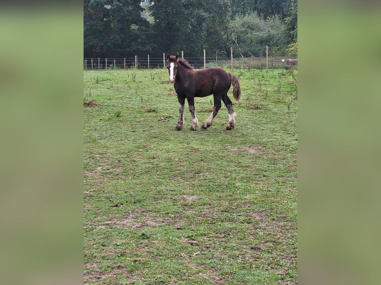 Tinker Mix Hengst Fohlen (06/2025) 155 cm Rappe in Oudsbergen