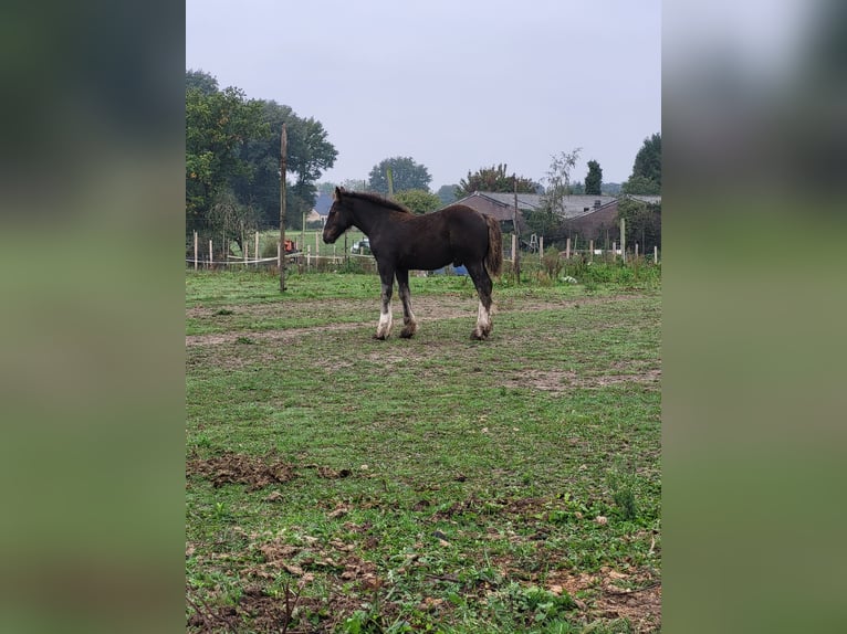 Tinker Mix Hengst Fohlen (06/2025) 155 cm Rappe in Oudsbergen