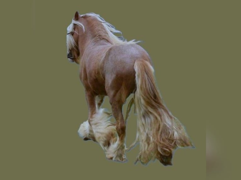 Tinker Hengst  155 cm Rappe in Calden