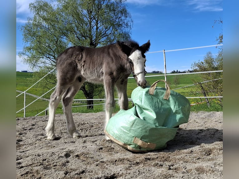 Tinker Hengst  160 cm Rappe in Worb