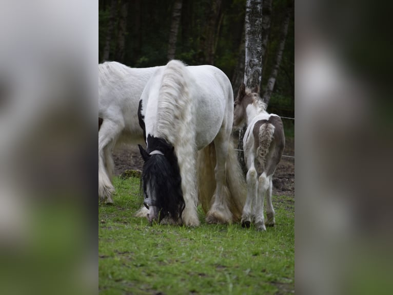 Tinker Hengst Fohlen (04/2026)  in Heiligengrabe