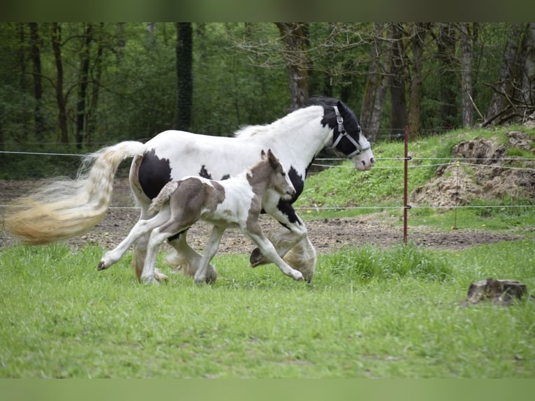 Tinker Hengst Fohlen (04/2026)  in Heiligengrabe