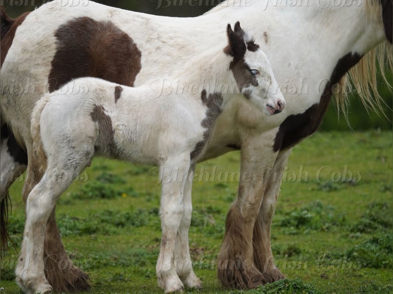 Tinker Hengst Fohlen (01/2026)  in kerry