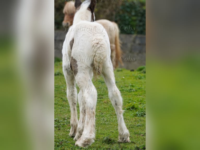 Tinker Hengst Fohlen (01/2026)  in kerry