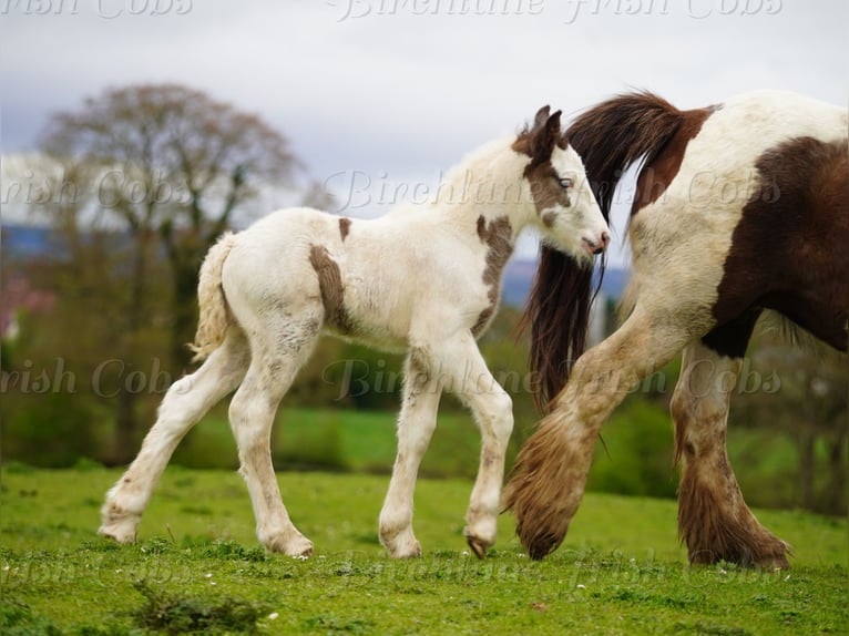 Tinker Hengst Fohlen (01/2026)  in kerry
