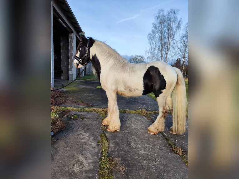 Tinker Hengst Gevlekt-paard in Jeggau