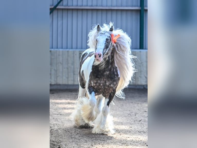 Tinker Hengst Gevlekt-paard in Rheinfelden