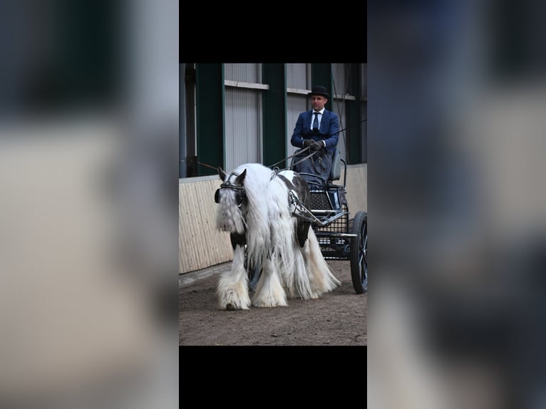 Tinker Hengst Gevlekt-paard in Rheinfelden